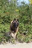 MALINOIS 422